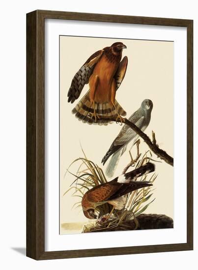 Marsh Hawks-John James Audubon-Framed Giclee Print