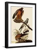 Marsh Hawks-John James Audubon-Framed Giclee Print