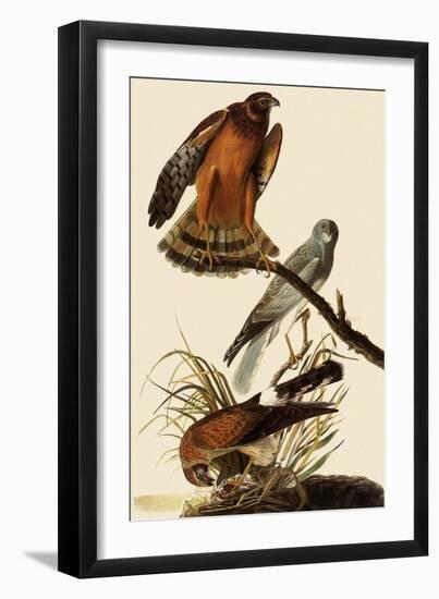 Marsh Hawks-John James Audubon-Framed Giclee Print