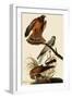 Marsh Hawks-John James Audubon-Framed Giclee Print