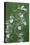 Marsh Helleborine {Epipactis Palustris} in Flower, Central Moldova, July 2009-Geslin-Stretched Canvas