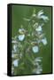 Marsh Helleborine {Epipactis Palustris} in Flower, Central Moldova, July 2009-Geslin-Framed Stretched Canvas