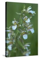 Marsh Helleborine {Epipactis Palustris} in Flower, Central Moldova, July 2009-Geslin-Stretched Canvas