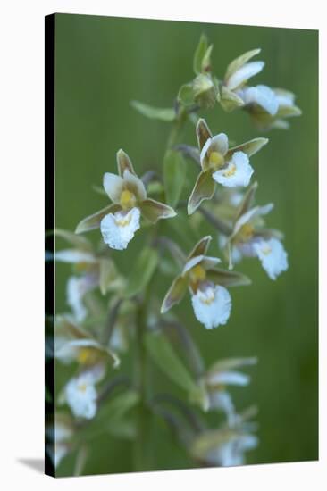 Marsh Helleborine {Epipactis Palustris} in Flower, Central Moldova, July 2009-Geslin-Stretched Canvas