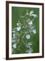 Marsh Helleborine {Epipactis Palustris} in Flower, Central Moldova, July 2009-Geslin-Framed Photographic Print