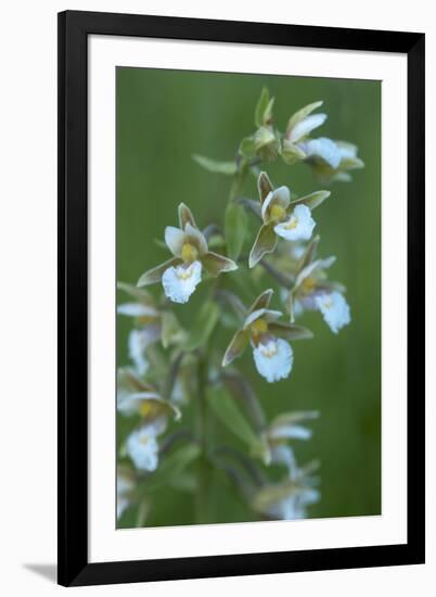 Marsh Helleborine {Epipactis Palustris} in Flower, Central Moldova, July 2009-Geslin-Framed Photographic Print