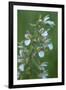 Marsh Helleborine {Epipactis Palustris} in Flower, Central Moldova, July 2009-Geslin-Framed Photographic Print