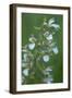 Marsh Helleborine {Epipactis Palustris} in Flower, Central Moldova, July 2009-Geslin-Framed Photographic Print