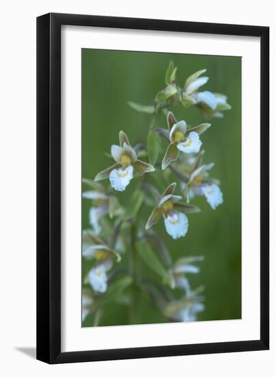 Marsh Helleborine {Epipactis Palustris} in Flower, Central Moldova, July 2009-Geslin-Framed Photographic Print