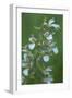 Marsh Helleborine {Epipactis Palustris} in Flower, Central Moldova, July 2009-Geslin-Framed Photographic Print