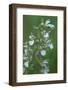 Marsh Helleborine {Epipactis Palustris} in Flower, Central Moldova, July 2009-Geslin-Framed Photographic Print