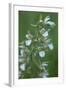 Marsh Helleborine {Epipactis Palustris} in Flower, Central Moldova, July 2009-Geslin-Framed Photographic Print