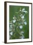 Marsh Helleborine {Epipactis Palustris} in Flower, Central Moldova, July 2009-Geslin-Framed Photographic Print