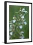 Marsh Helleborine {Epipactis Palustris} in Flower, Central Moldova, July 2009-Geslin-Framed Photographic Print