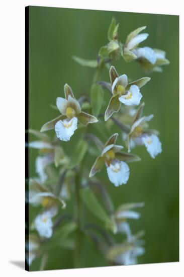 Marsh Helleborine {Epipactis Palustris} in Flower, Central Moldova, July 2009-Geslin-Stretched Canvas