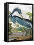 Marsh Heron-Stellar Design Studio-Framed Stretched Canvas