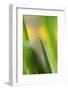 Marsh Iris, Yellow Iris, Iris Pseudacorus, Leaves in the Back Light-Andreas Keil-Framed Photographic Print