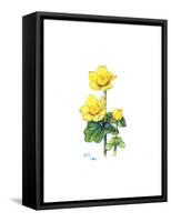 Marsh Marigold, 1998-Nell Hill-Framed Stretched Canvas