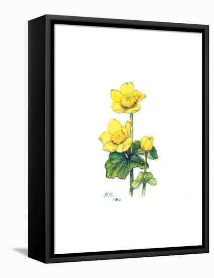 Marsh Marigold, 1998-Nell Hill-Framed Stretched Canvas