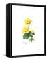 Marsh Marigold, 1998-Nell Hill-Framed Stretched Canvas