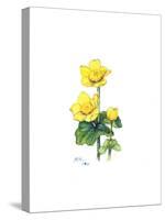 Marsh Marigold, 1998-Nell Hill-Stretched Canvas