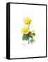 Marsh Marigold, 1998-Nell Hill-Framed Stretched Canvas