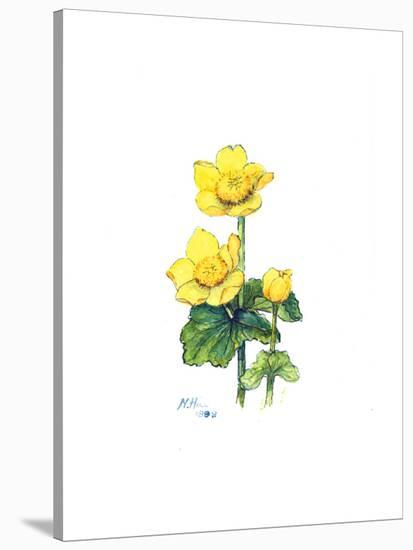 Marsh Marigold, 1998-Nell Hill-Stretched Canvas