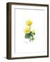 Marsh Marigold, 1998-Nell Hill-Framed Giclee Print