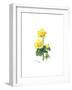 Marsh Marigold, 1998-Nell Hill-Framed Giclee Print