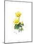 Marsh Marigold, 1998-Nell Hill-Mounted Giclee Print