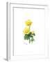 Marsh Marigold, 1998-Nell Hill-Framed Giclee Print