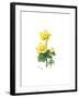 Marsh Marigold, 1998-Nell Hill-Framed Giclee Print