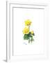 Marsh Marigold, 1998-Nell Hill-Framed Giclee Print