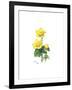 Marsh Marigold, 1998-Nell Hill-Framed Giclee Print