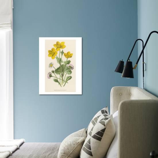 Marsh Marigold Depicted With Bellis Perennis Common Daisy Giclee Print F Edward Hulme Allposters Com Marsh Marigold Depicted With Bellis Perennis Common Daisy Giclee Print F Edward Hulme Allposters Com