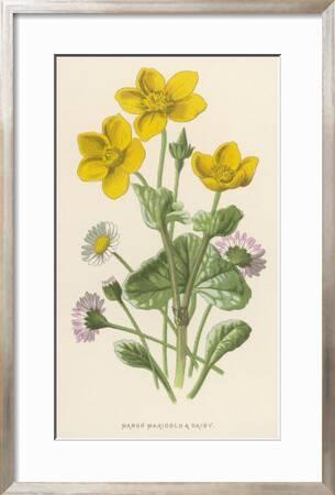Marsh Marigold Depicted With Bellis Perennis Common Daisy Giclee Print F Edward Hulme Allposters Com Marsh Marigold Depicted With Bellis Perennis Common Daisy Giclee Print F Edward Hulme Allposters Com