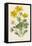 Marsh Marigold Depicted with Bellis Perennis, Common Daisy-F. Edward Hulme-Framed Stretched Canvas