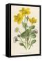 Marsh Marigold Depicted with Bellis Perennis, Common Daisy-F. Edward Hulme-Framed Stretched Canvas