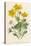 Marsh Marigold Depicted with Bellis Perennis, Common Daisy-F. Edward Hulme-Stretched Canvas