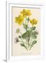 Marsh Marigold Depicted with Bellis Perennis, Common Daisy-F. Edward Hulme-Framed Premium Giclee Print