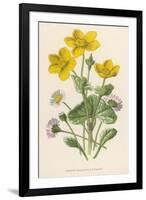 Marsh Marigold Depicted with Bellis Perennis, Common Daisy-F. Edward Hulme-Framed Premium Giclee Print