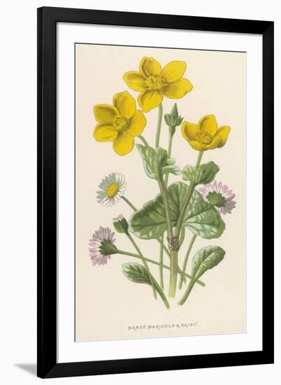 Marsh Marigold Depicted with Bellis Perennis, Common Daisy-F. Edward Hulme-Framed Premium Giclee Print