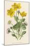 Marsh Marigold Depicted with Bellis Perennis, Common Daisy-F. Edward Hulme-Mounted Premium Giclee Print