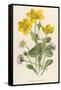 Marsh Marigold Depicted with Bellis Perennis, Common Daisy-F. Edward Hulme-Framed Stretched Canvas
