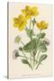 Marsh Marigold Depicted with Bellis Perennis, Common Daisy-F. Edward Hulme-Stretched Canvas