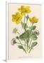 Marsh Marigold Depicted with Bellis Perennis, Common Daisy-F. Edward Hulme-Framed Art Print