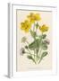 Marsh Marigold Depicted with Bellis Perennis, Common Daisy-F. Edward Hulme-Framed Art Print