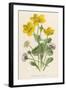 Marsh Marigold Depicted with Bellis Perennis, Common Daisy-F. Edward Hulme-Framed Art Print