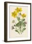 Marsh Marigold Depicted with Bellis Perennis, Common Daisy-F. Edward Hulme-Framed Art Print