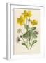 Marsh Marigold Depicted with Bellis Perennis, Common Daisy-F. Edward Hulme-Framed Art Print